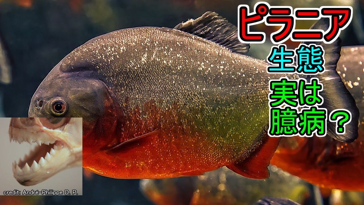 ピラニアナッテリー15センチ±