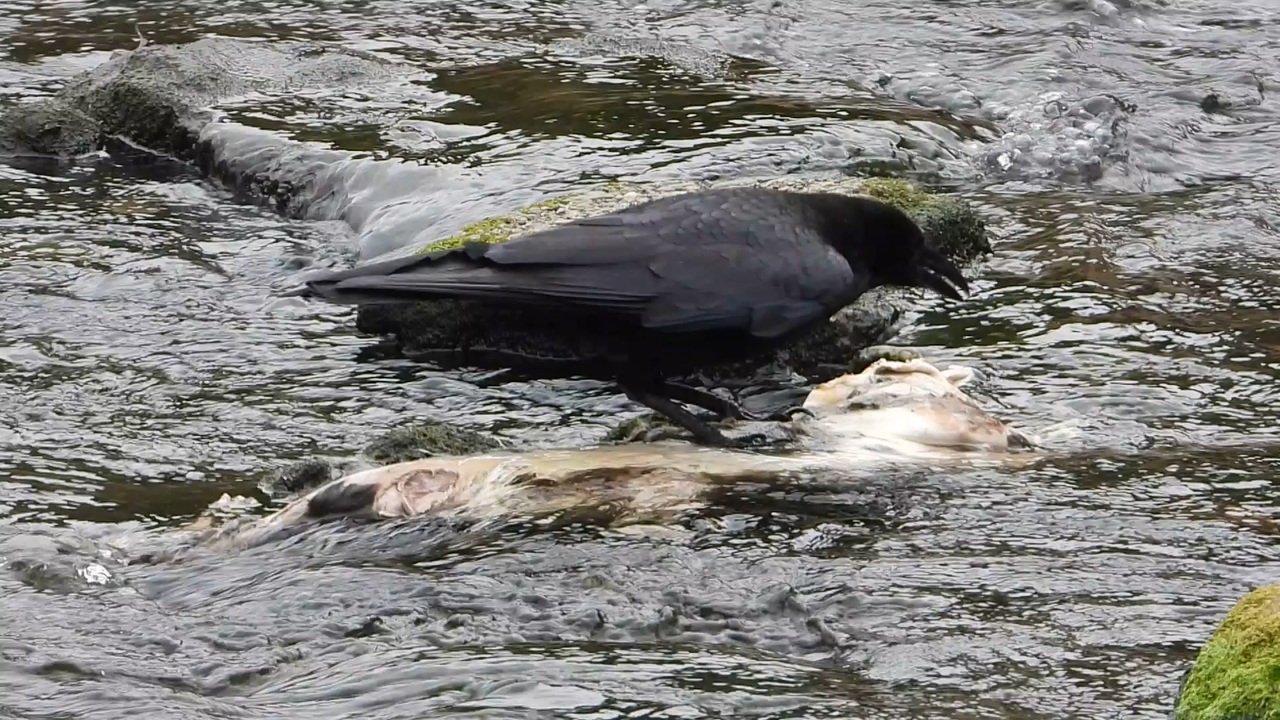 閲覧注意 ネコの死骸を食べるカラス ニコニコ動画