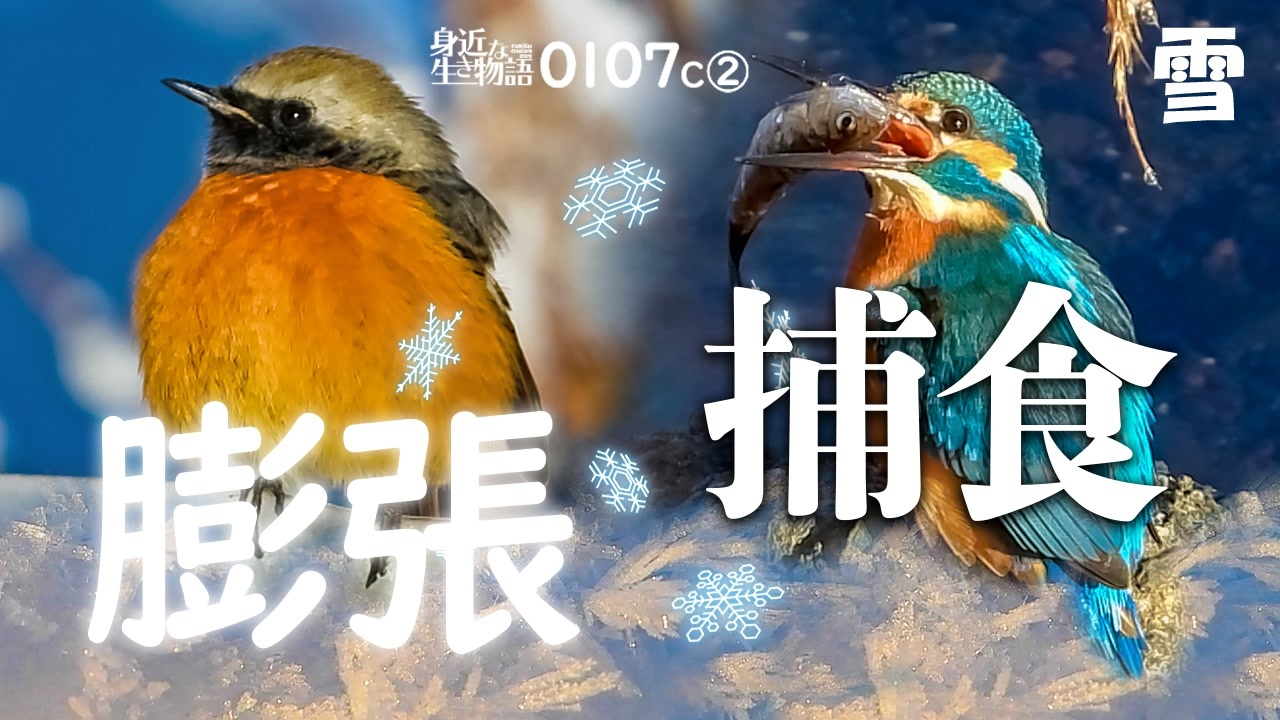 日本画 カワセミの捕食