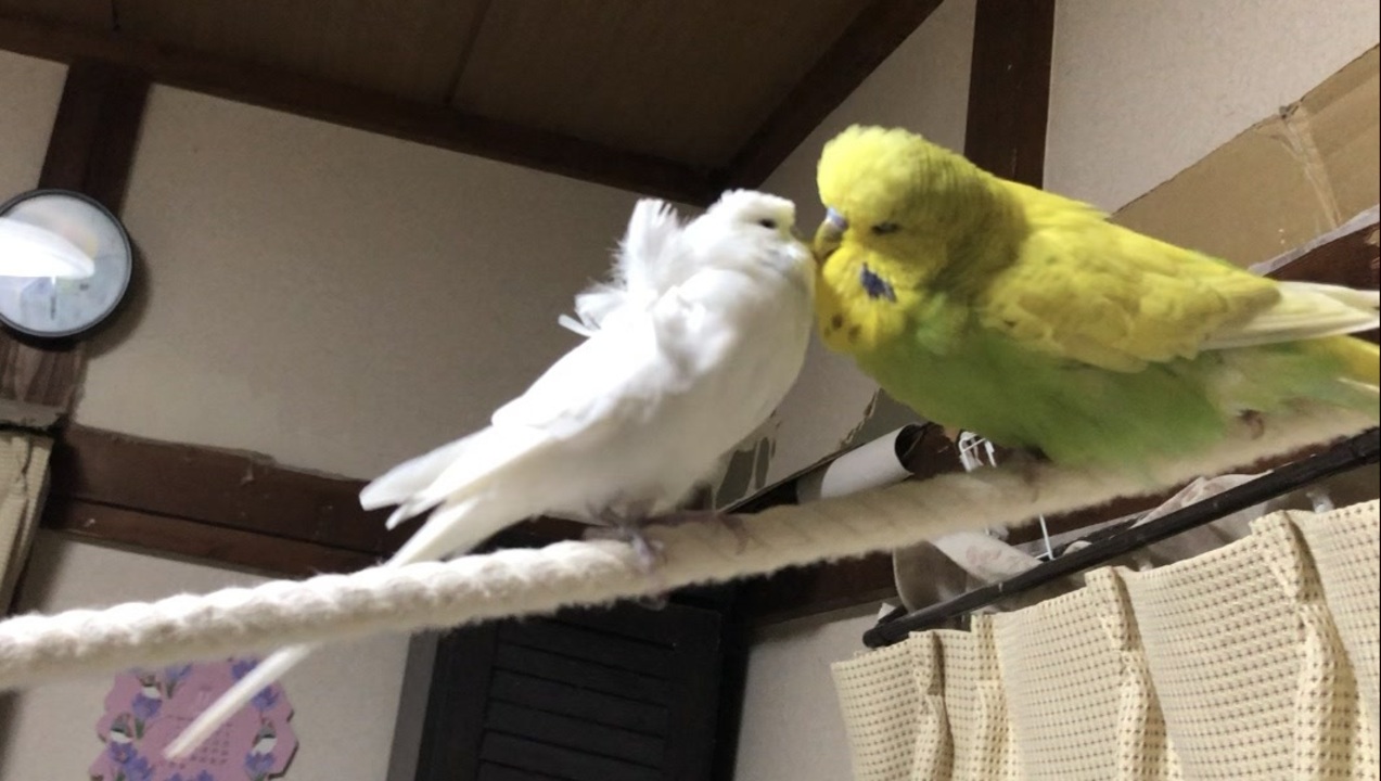 開店記念セール 可愛いセキセイインコは 赤い実が好き ガラス ステンドグラス Outsight Pl