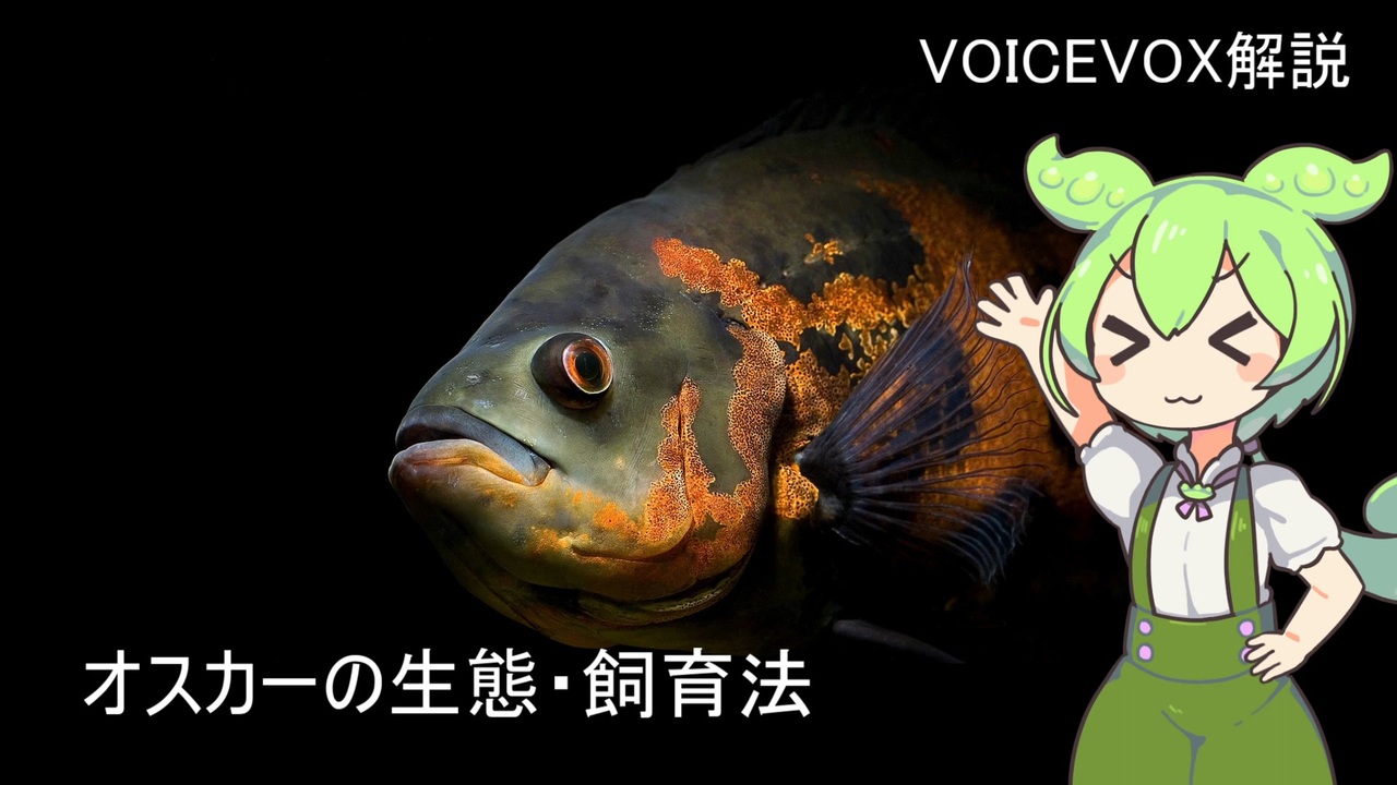 人気の アストロノータス 動画 4本 ニコニコ動画