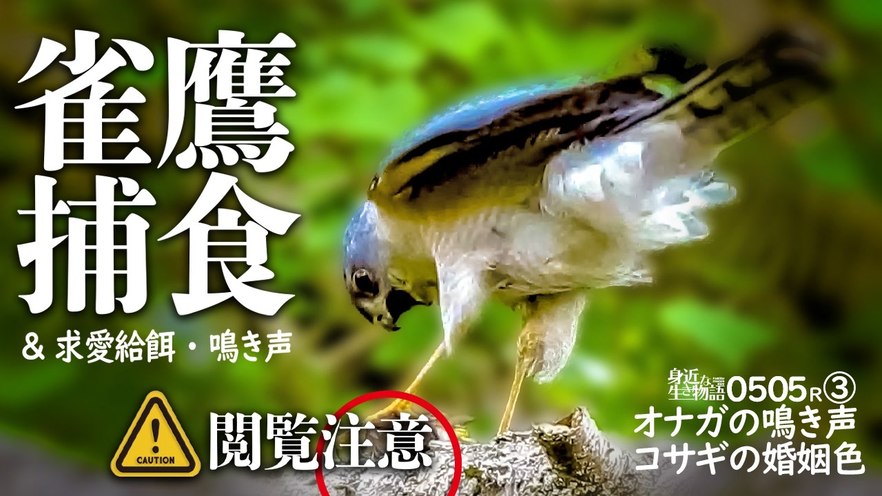 猛禽類の捕食0505r 閲覧注意 鳥が食べられる タカ科ツミの鳴き声 オナガの地鳴きと警戒 さえずり コサギが婚姻色でピンク カルガモ親子と雛鳥vsカラスの後 身近な生き物語 ツミ オナガ ニコニコ動画