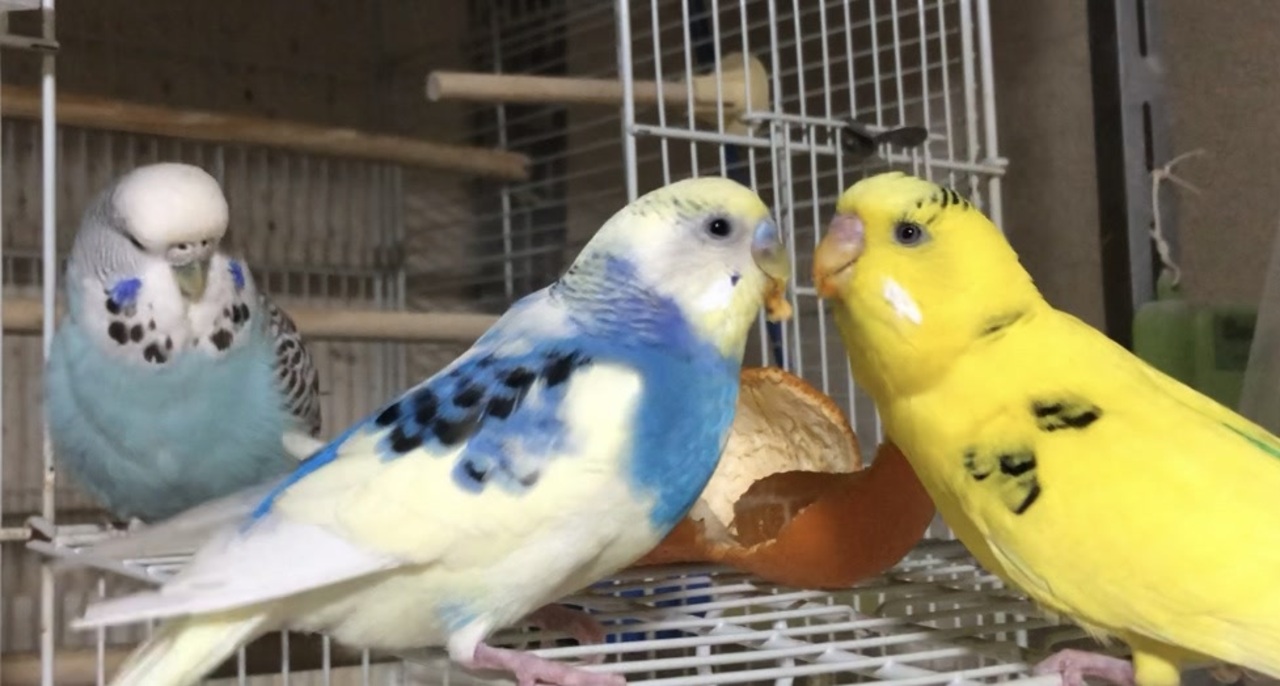 人気の ジャンボセキセイインコ 動画 123本 ニコニコ動画