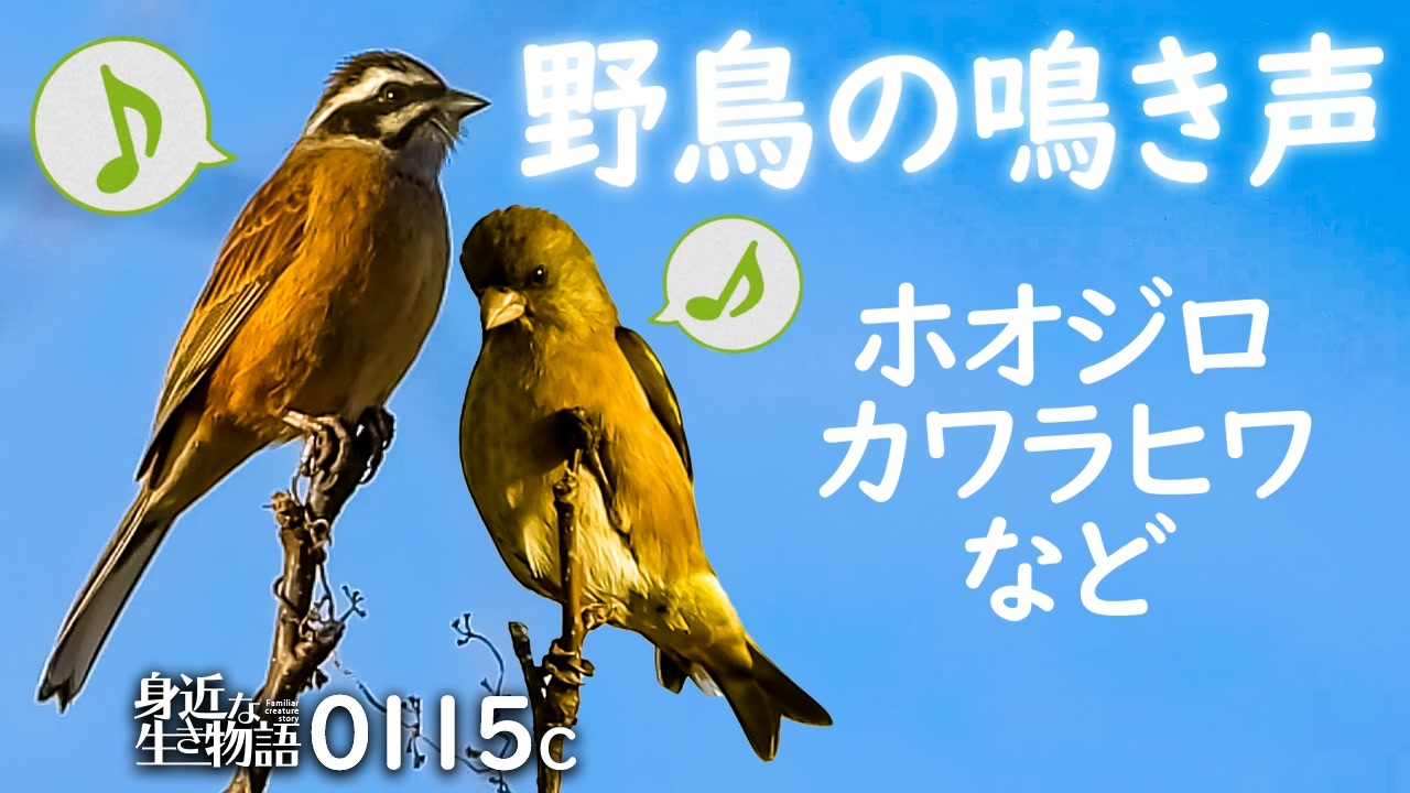 0115c 野鳥の鳴き声ホオジロとカワラヒワ 地鳴きとさえずりオスとメス カシラダカとアオジ スズメに似た鳥 ジョウビタキが虫を捕食 カワラヒワ ホオジロ 鳥の鳴き声 ニコニコ動画