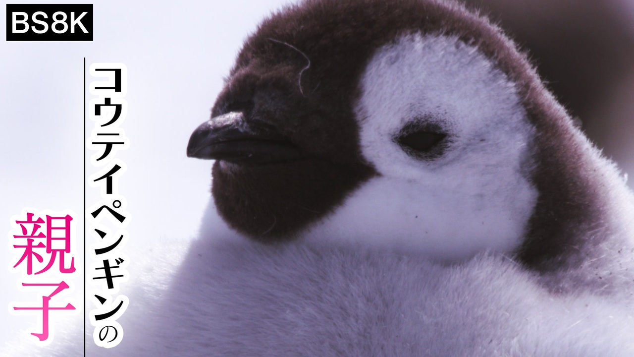 人気の ペンギン 動画 1 713本 ニコニコ動画