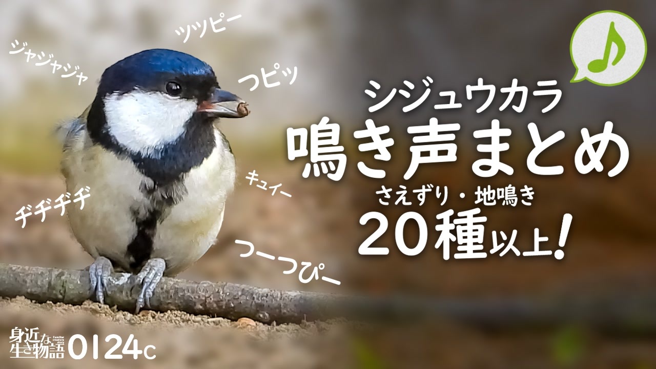 0124c シジュウカラの鳴き声 色々な声まとめ さえずり 地鳴き 鳥語 猛禽類トビ ヒヨドリとオナガの鳴き声 キジバトやスズメ ムクドリの水浴び シジュウカラ 鳥の鳴き声 身近な生き物語 ニコニコ動画