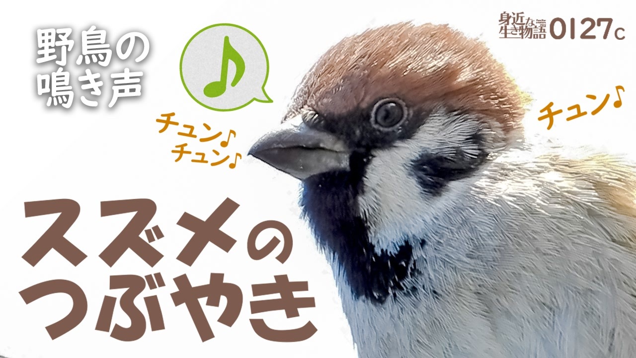 0128c 雀の鳴き声 畑にヒヨドリ群れ 白菜が食べられる ツグミやキジバト ムクドリが野菜くず目当て シジュウカラの美声 野鳥の鳴き声 スズメ 鳥の鳴き声 雀 ニコニコ動画