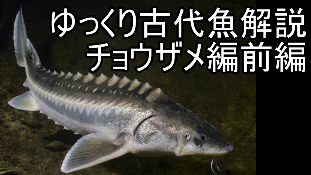 ゆっくり解説 現生の古代魚解説 チョウザメ 前編 アクアリウム ニコニコ動画