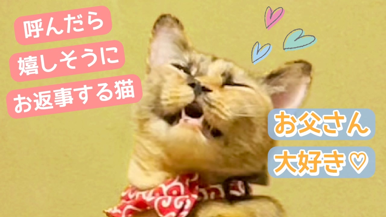 大好きな飼い主に名前呼んでもらえてお返事してしまう猫 ニコニコ動画