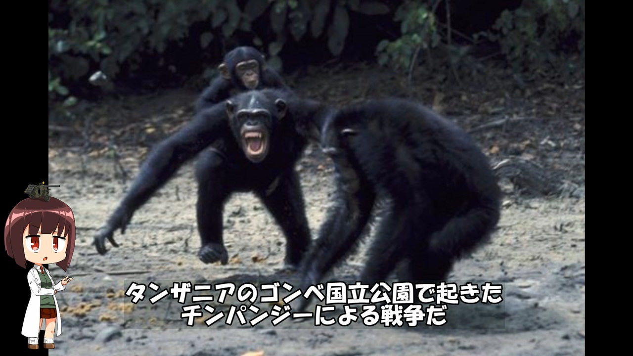 人気の 猿の軍団 動画 37本 ニコニコ動画