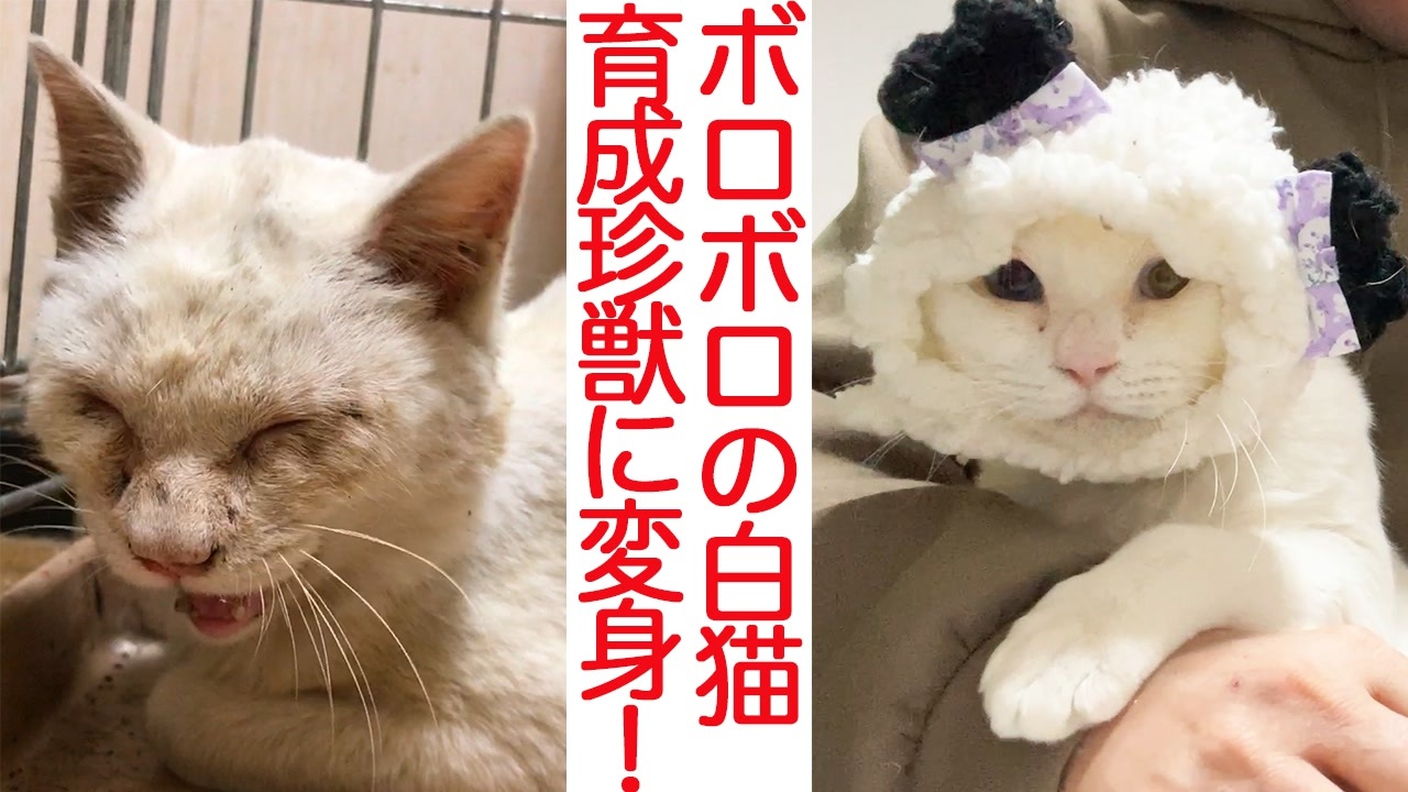 しろねこさま専用ページ〜 - 生地/糸