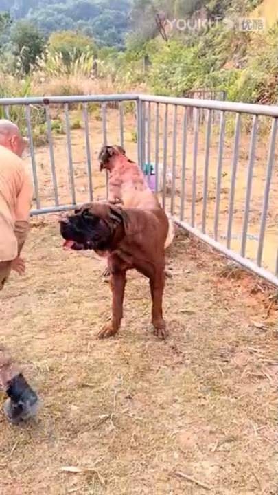 土佐犬ｖｓブリークッタ ６ ニコニコ動画