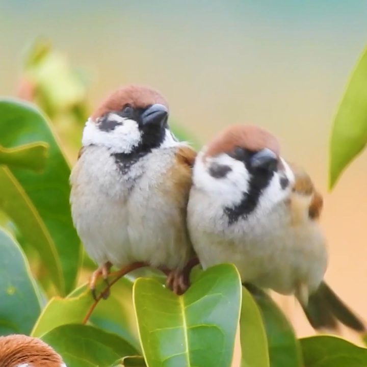 人気の 鳥 雀 動画 144本 ニコニコ動画