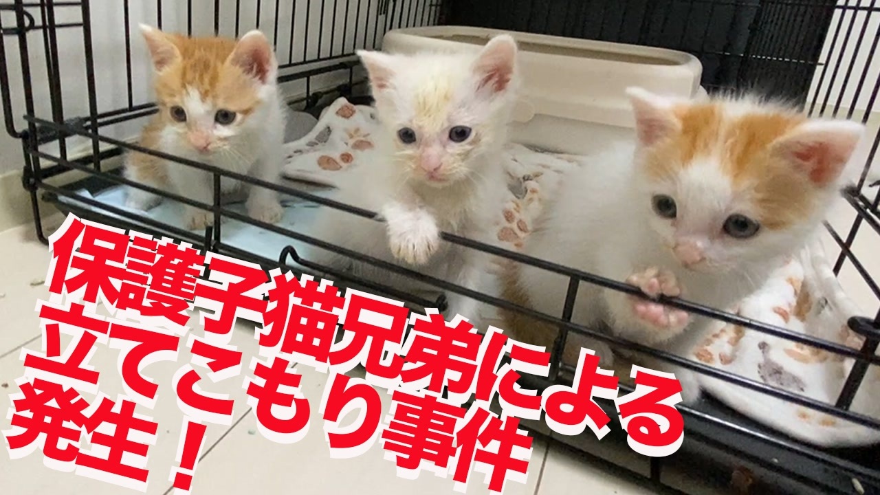 デビフ 子猫 子ねこ 離乳食 ささみペースト 85g×120缶 - ペットフード