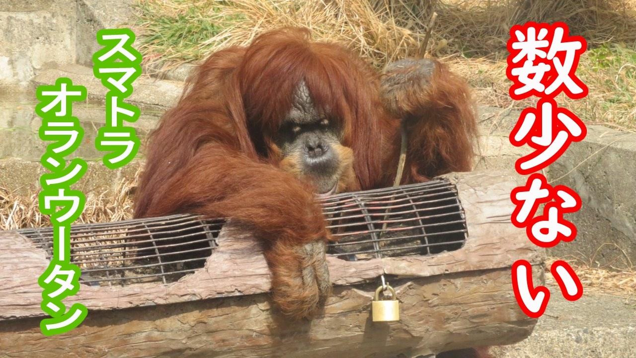 人気の オランウータン 動画 79本 ニコニコ動画