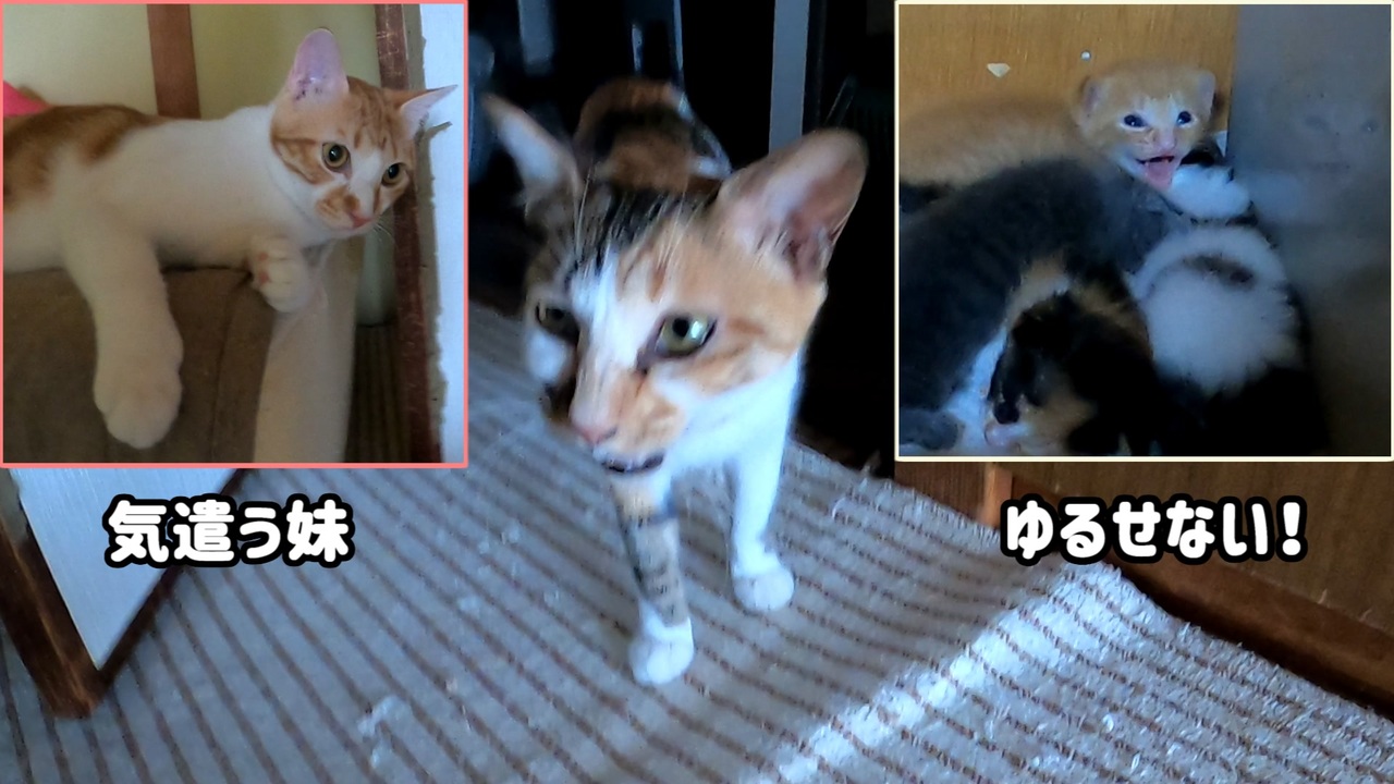 子猫に手を出すなと怒る母猫 その時は決まって息子もシャー ニコニコ動画