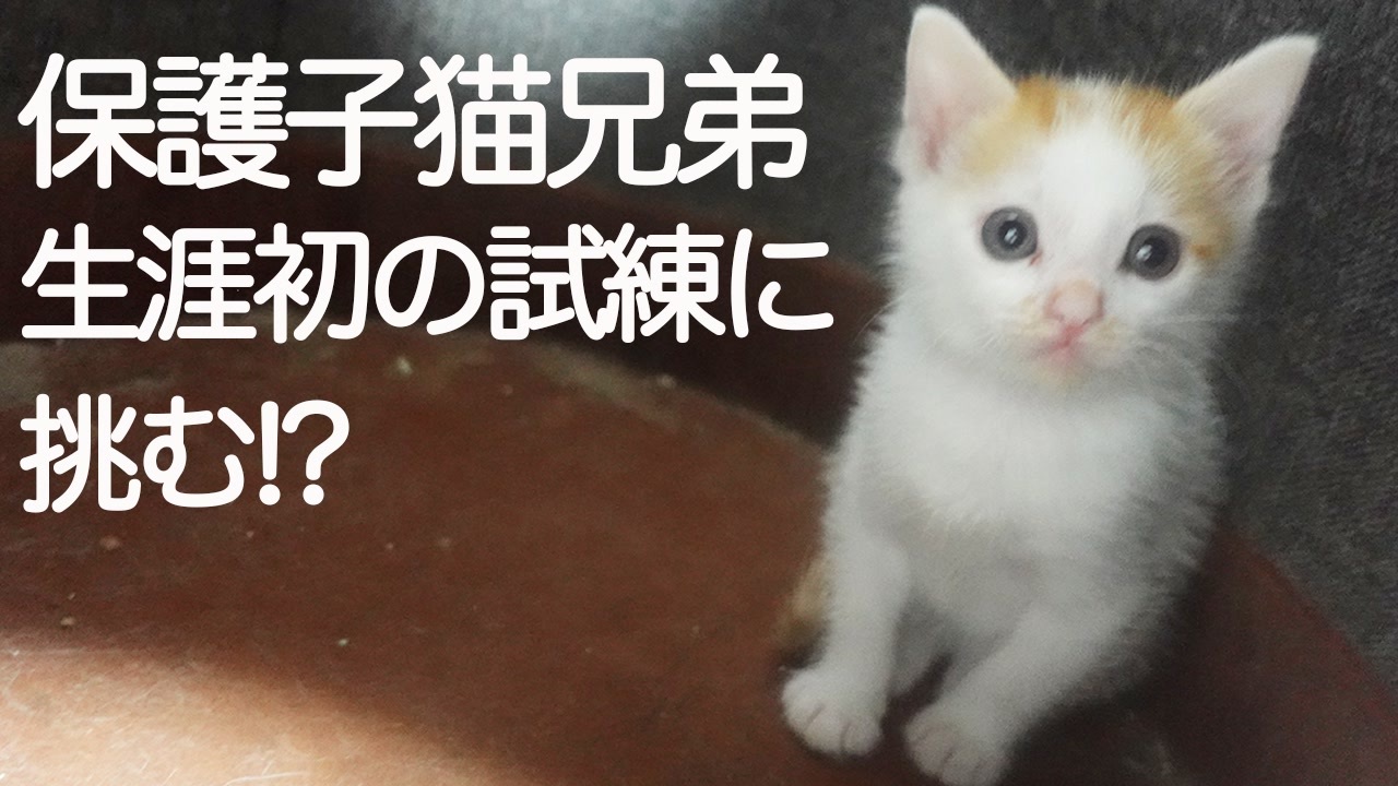 保護子猫3兄弟 猫生の最初の試練に挑む ニコニコ動画