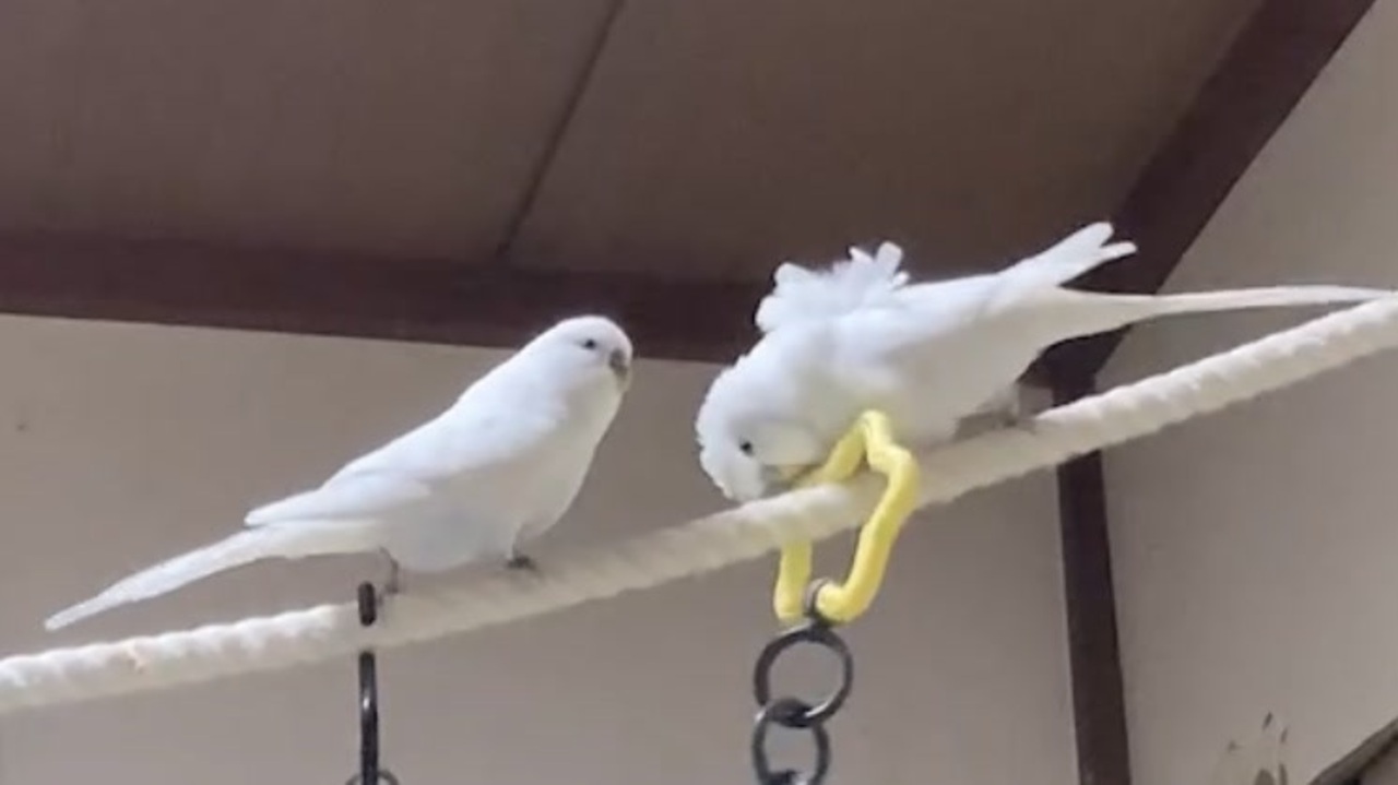 人気の ジャンボセキセイインコ 動画 139本 ニコニコ動画