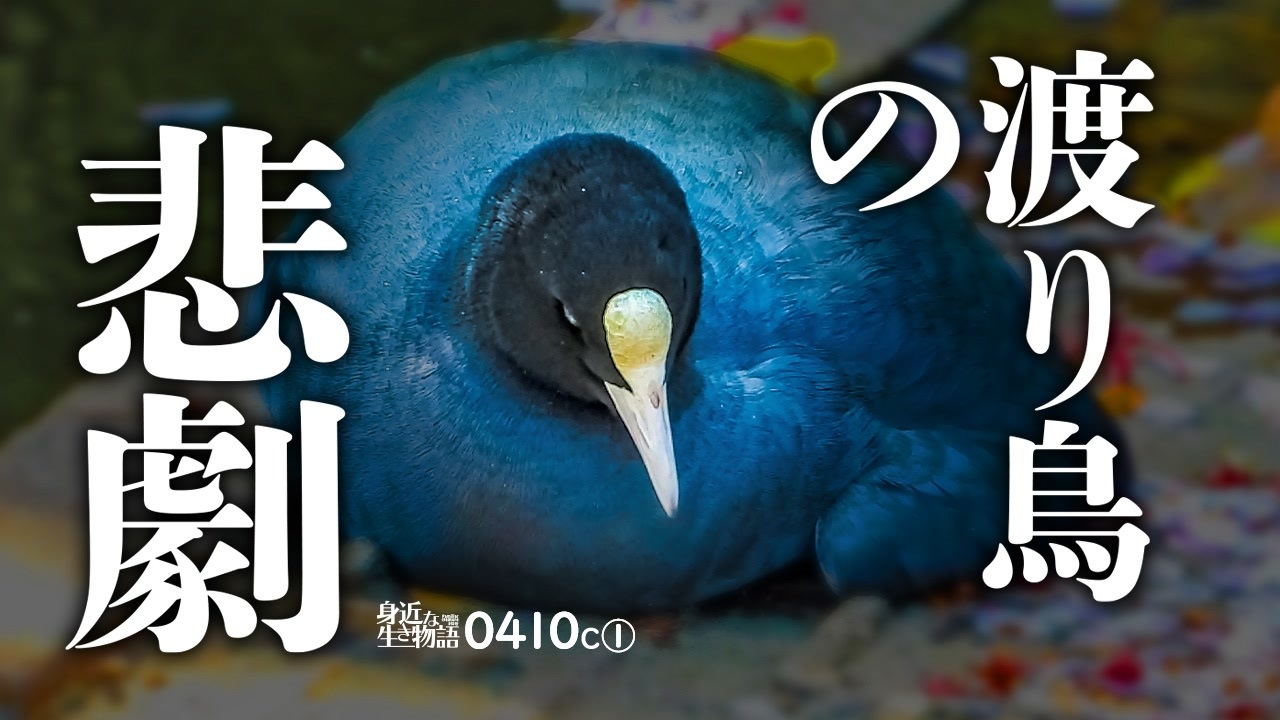 人気の オオバン 動画 36本 ニコニコ動画