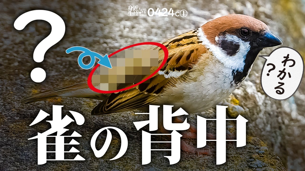 0424c スズメの背中の色と模様が予想外 怒り雀とケンカ後の鳴き声 ケガした悲劇の渡り鳥が羽ばたいた オオバン 橋の下には鳩とセキレイの巣 スズメ 身近な生き物語 雀 ニコニコ動画