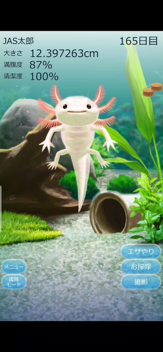 ウーパールーパー育成 160 166日目 ニコニコ動画