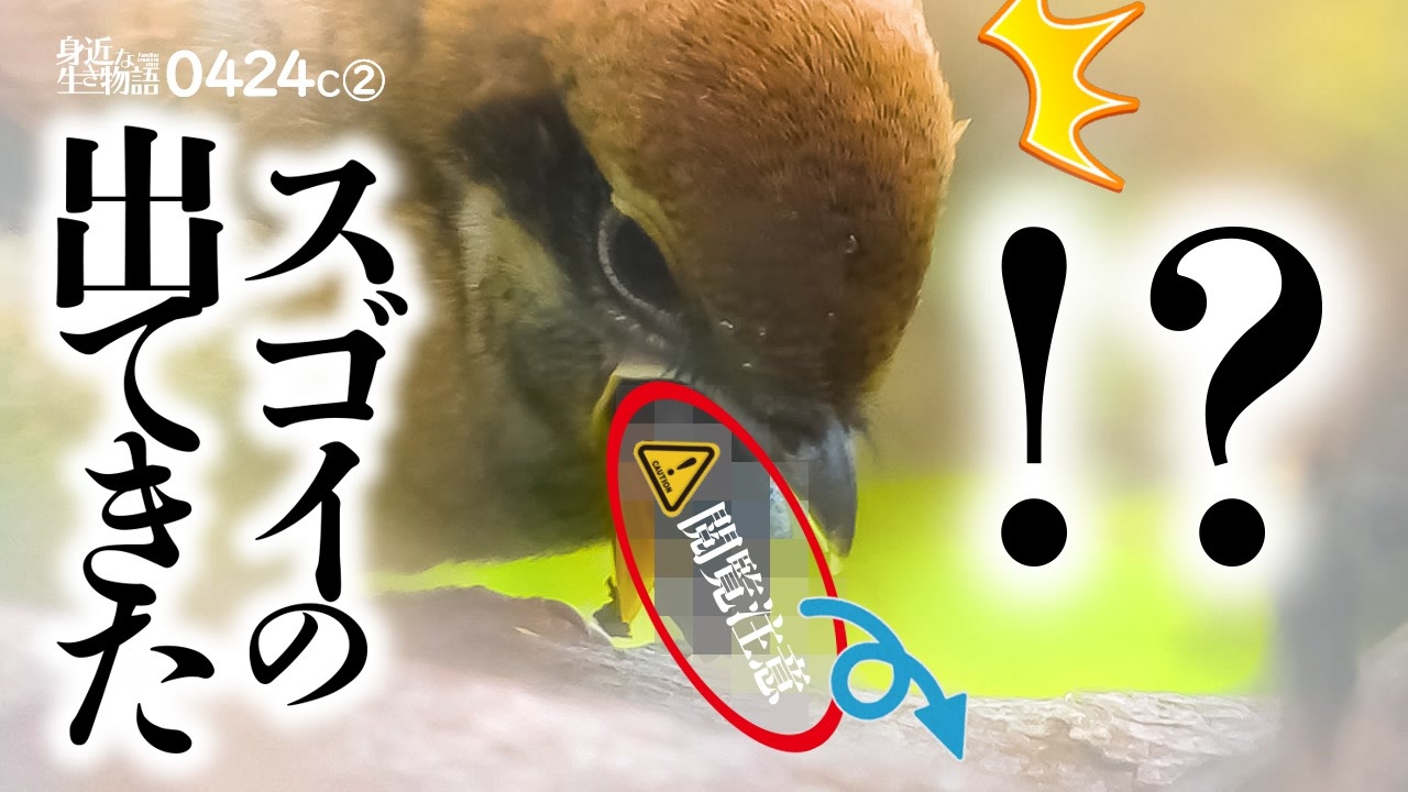 人気の 餌やり 動画 123本 ニコニコ動画