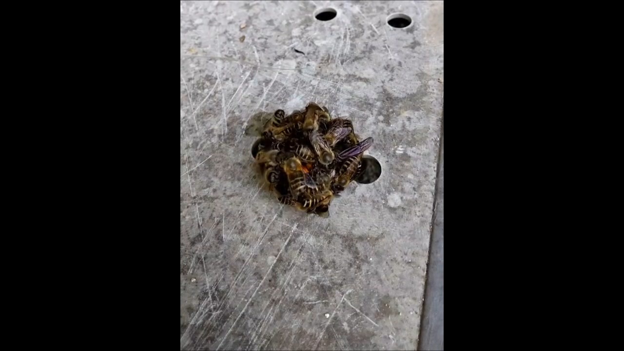 人気の オオスズメバチ 動画 86本 ニコニコ動画