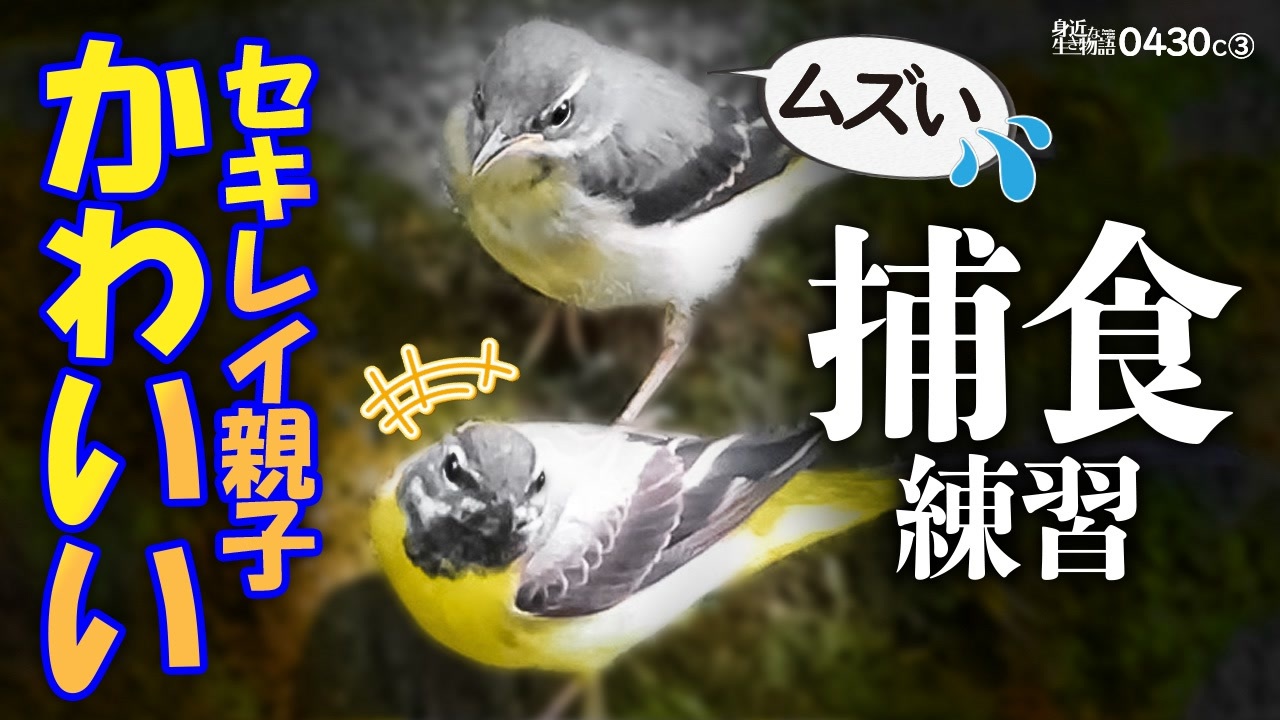 0430c かわいいセキレイ 野鳥の親子が捕食と餌やり バン転覆 オナガの水浴び カルガモ繁殖地 カナヘビとスズメ キセキレイ キセキレイ セキレイ 子育て ニコニコ動画