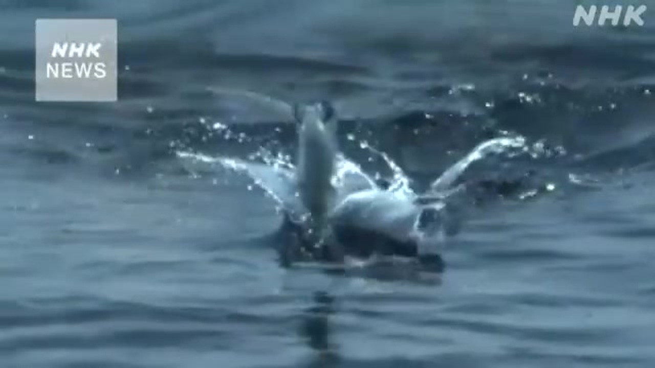 人気の トビウオ 動画 43本 ニコニコ動画
