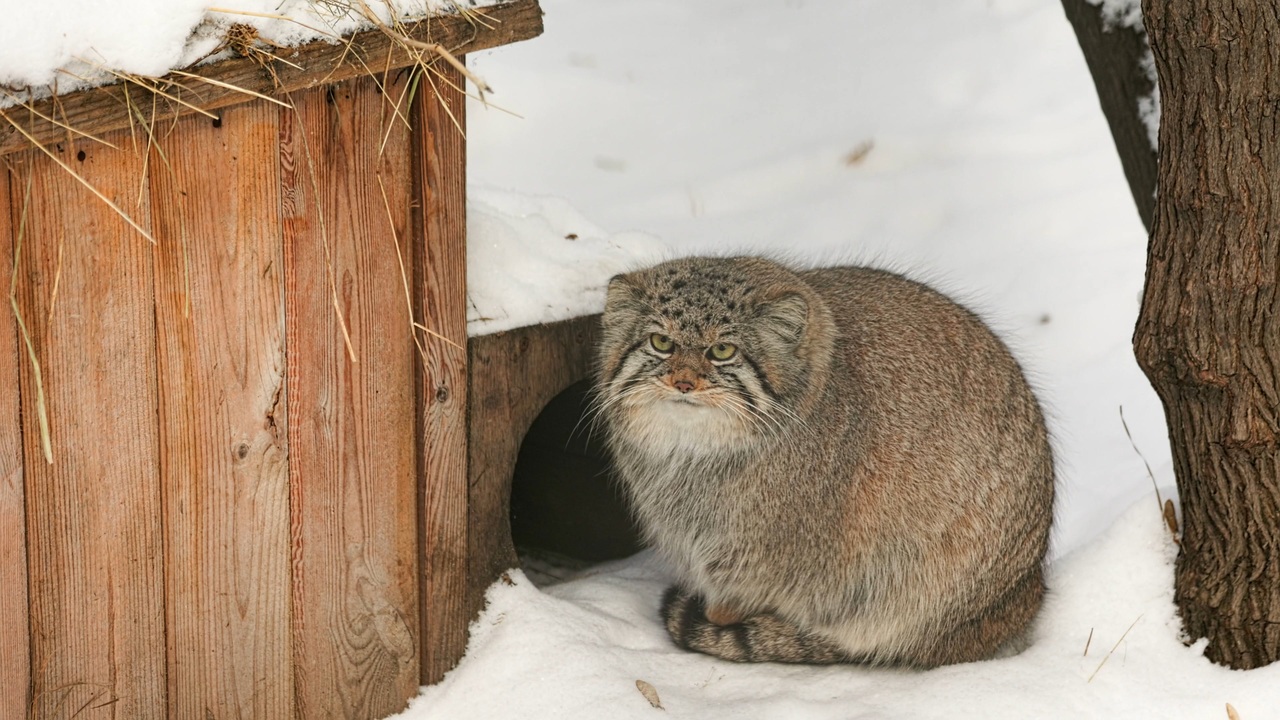 市場 デコレ わいるど箸置き マヌルネコ