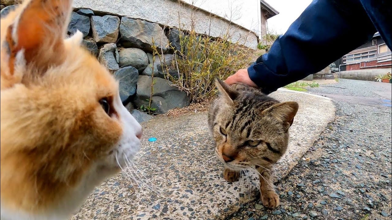 茶トラ軍団に押され気味のキジトラ猫ちゃん ニコニコ動画