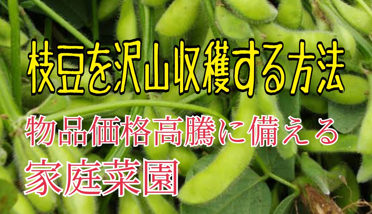 枝豆を沢山収穫する方法 摘芯と断根 ニコニコ動画