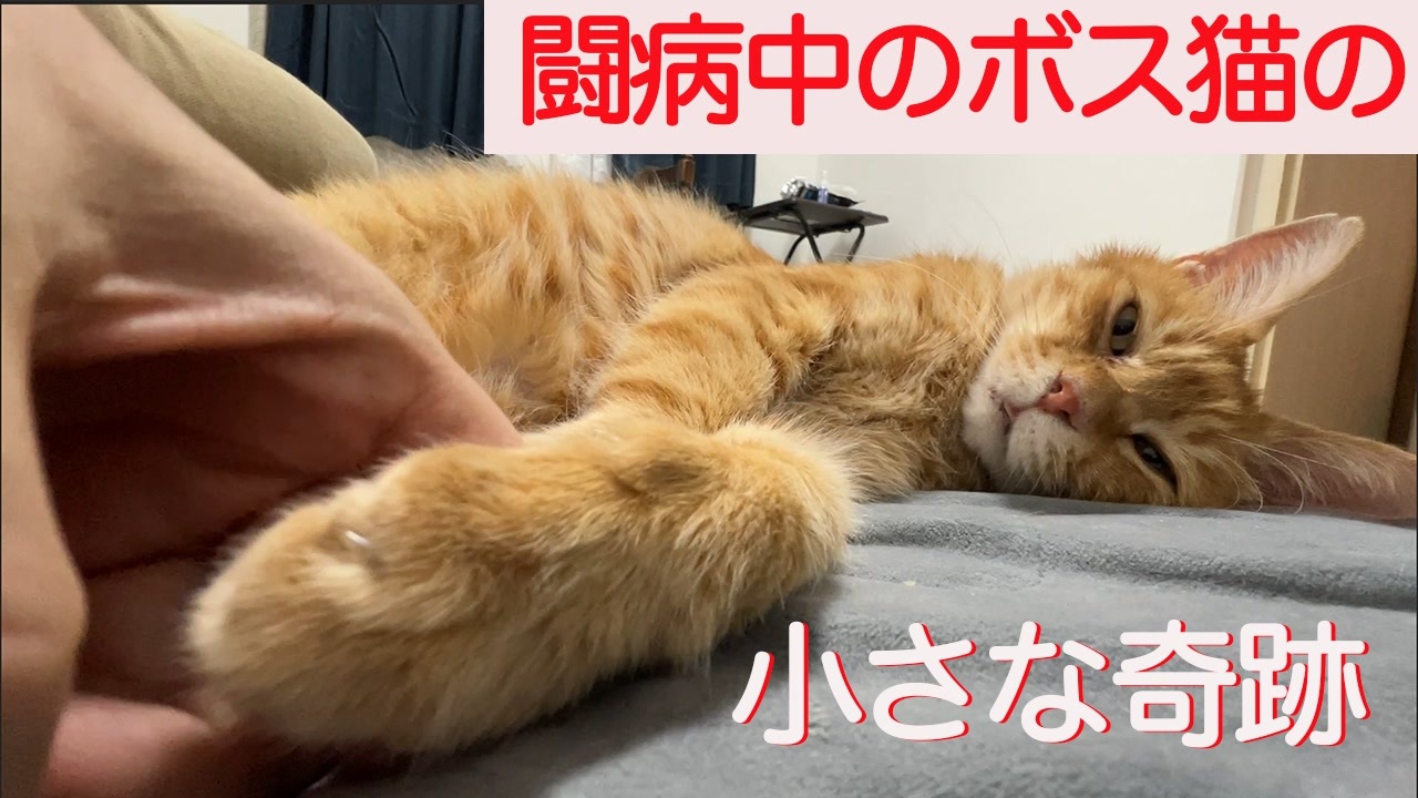 闘病中のボス猫 悪化のさなかで見せた小さな奇跡 ニコニコ動画