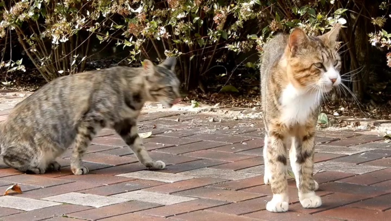 人気の 地域猫 動画 368本 ニコニコ動画
