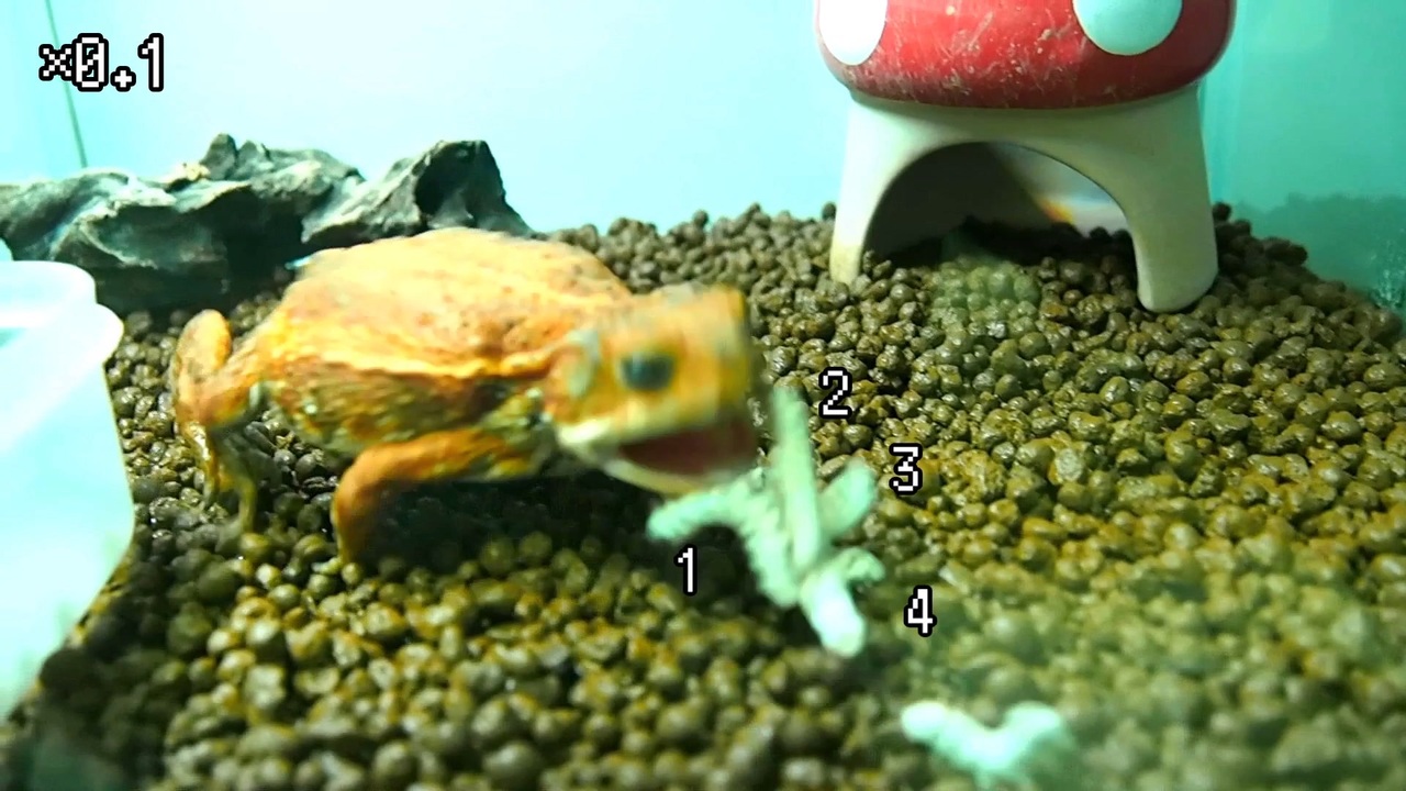 人気の カエル 両生類 動画 146本 2 ニコニコ動画