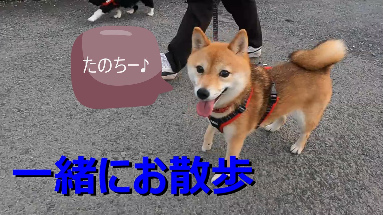 人気の 柴犬 わんわん動画 動画 601本 ニコニコ動画