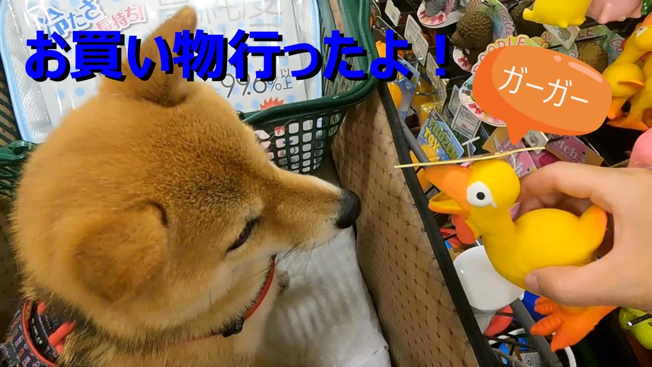 人気の 柴犬 わんわん動画 動画 601本 ニコニコ動画