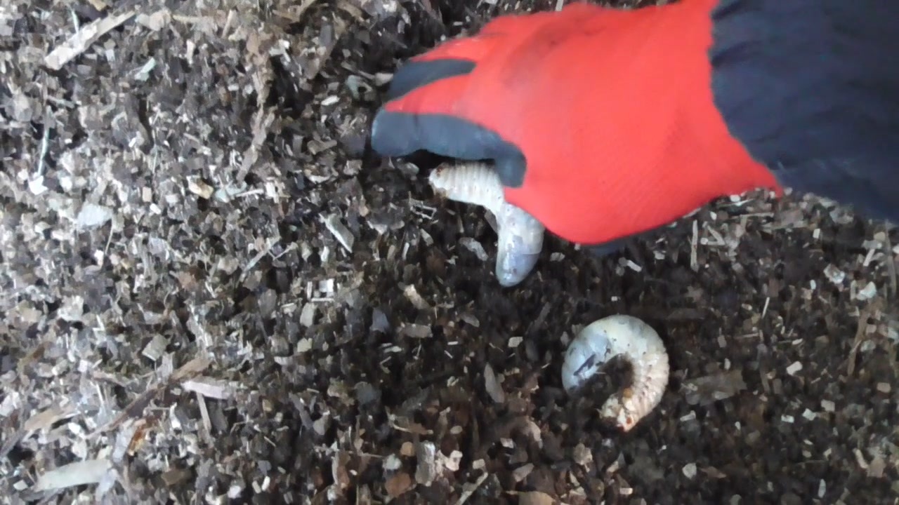 カブトムシの幼虫を飼う - ニコニコ動画