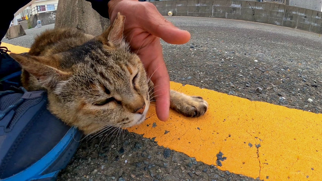 撫でると足を枕にして寝ようとする野良猫が可愛過ぎる - ニコニコ動画