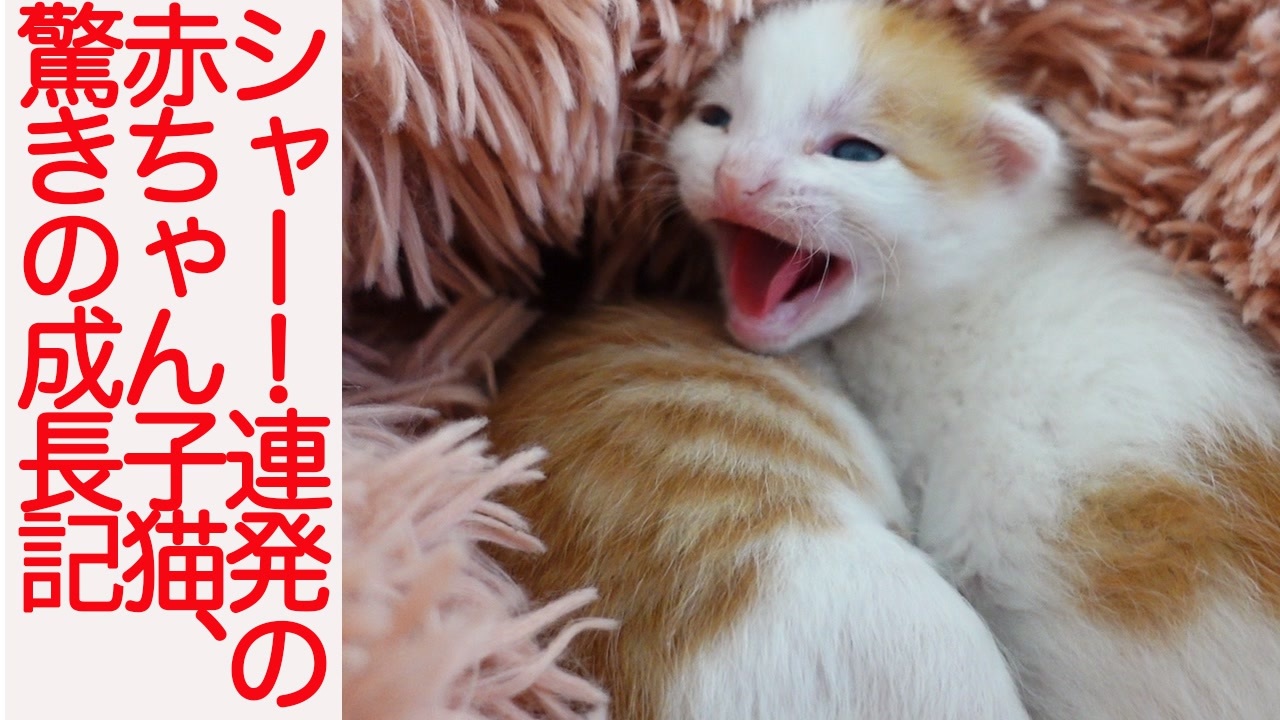 シャー 連発の赤ちゃん子猫 賢き少年猫に成長する ニコニコ動画