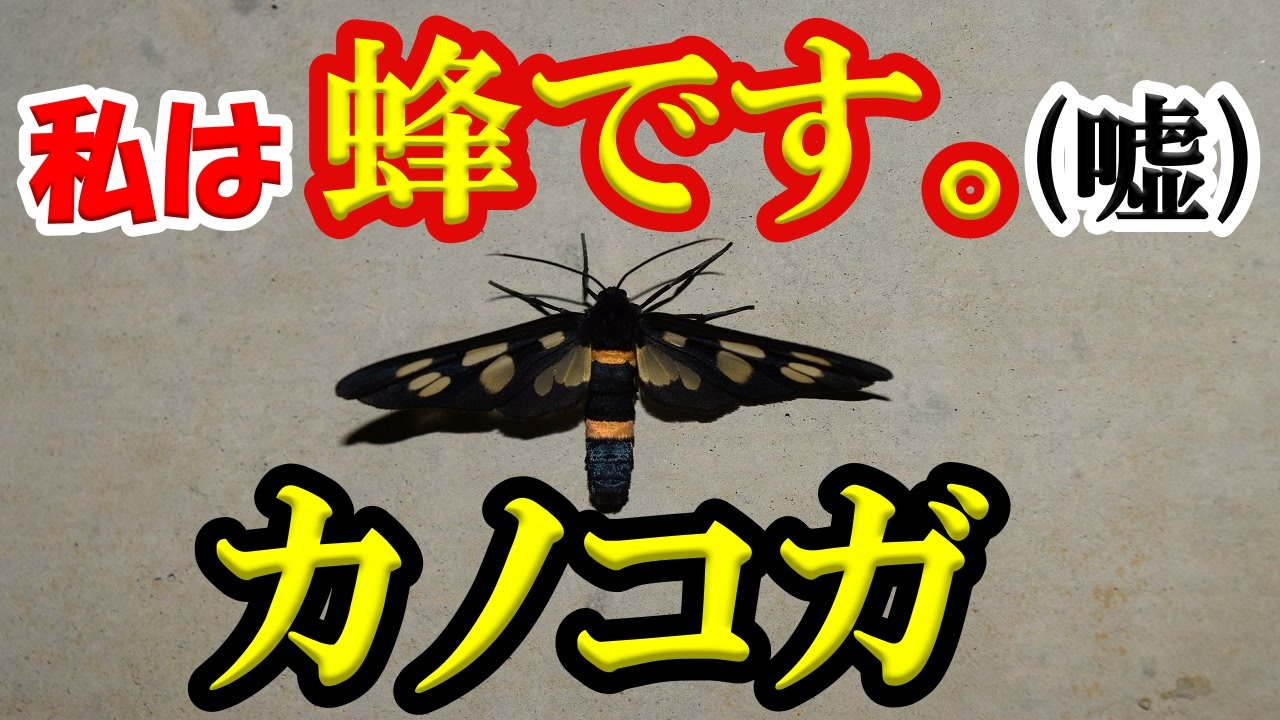 ゆっくり解説 蜂に擬態する蛾 カノコガを紹介 ニコニコ動画