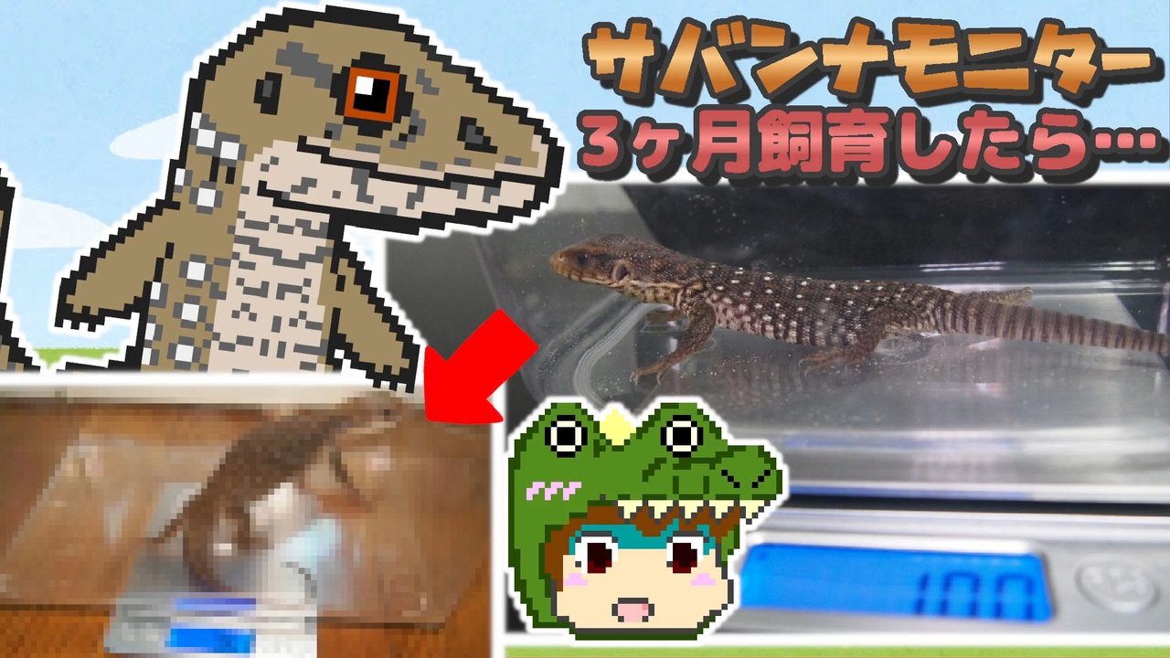 人気の サバンナモニター 動画 62本 ニコニコ動画