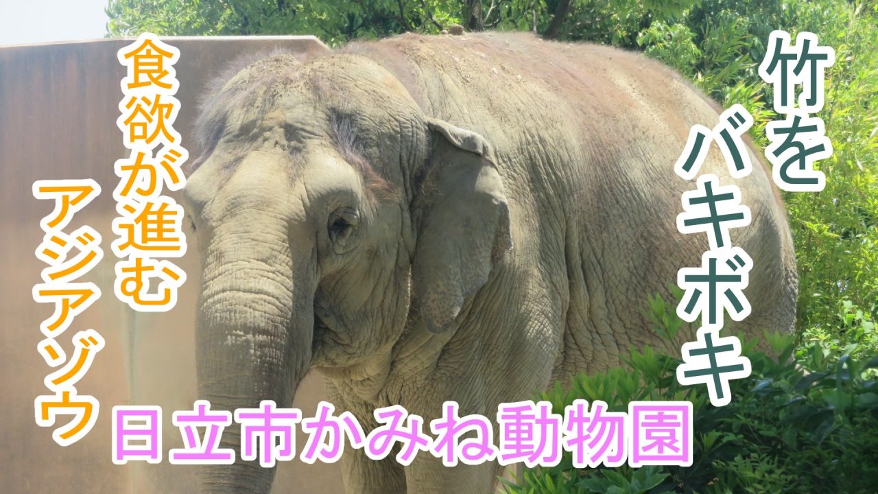 人気の かみね動物園 動画 36本 ニコニコ動画
