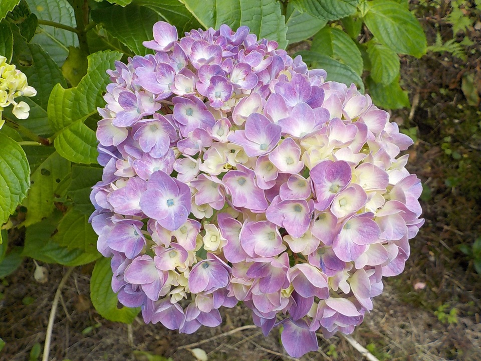 紫陽花 アジサイ 園芸 庭木 植木 花 98 以上節約 花