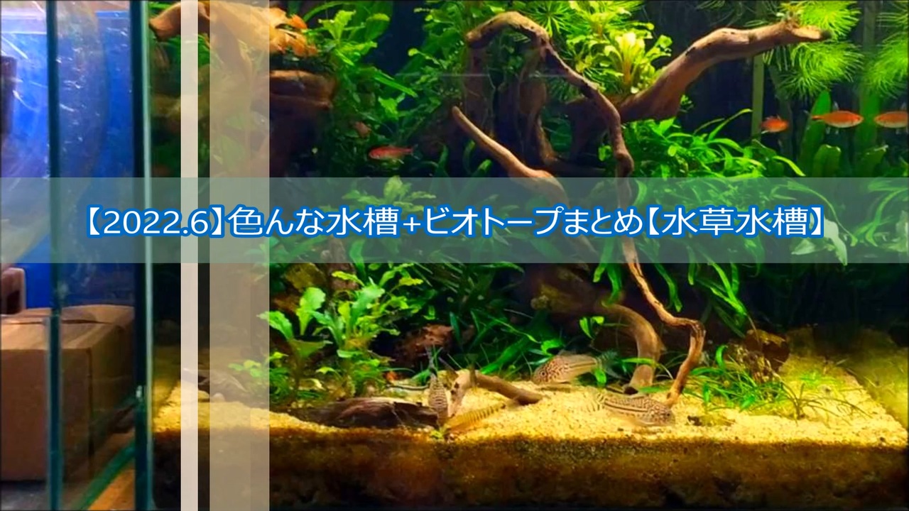 2022.6】色んな水槽+ビオトープまとめ【水草水槽】 - ニコニコ動画
