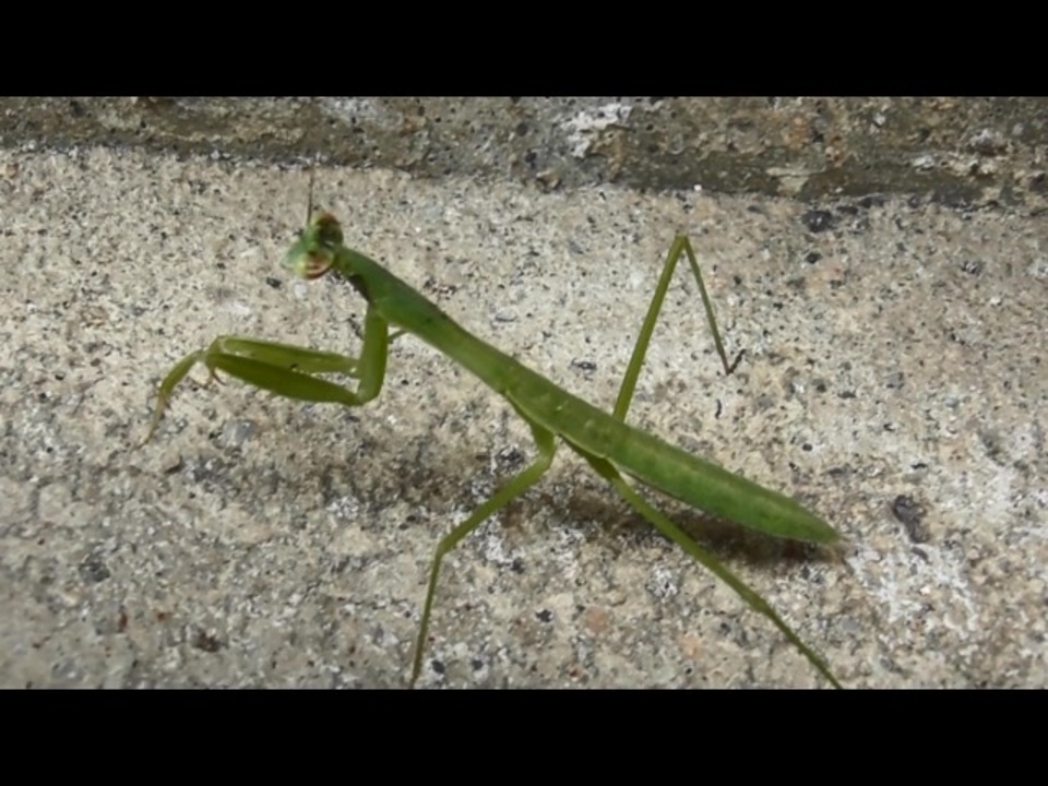 市場 カマキリ Mantis ラジコン