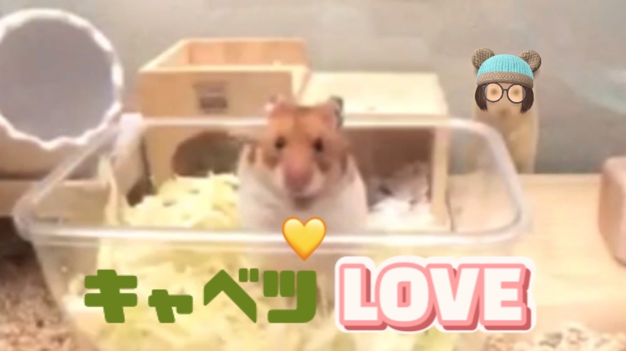 人気の ゴルハム 動画 33本 ニコニコ動画