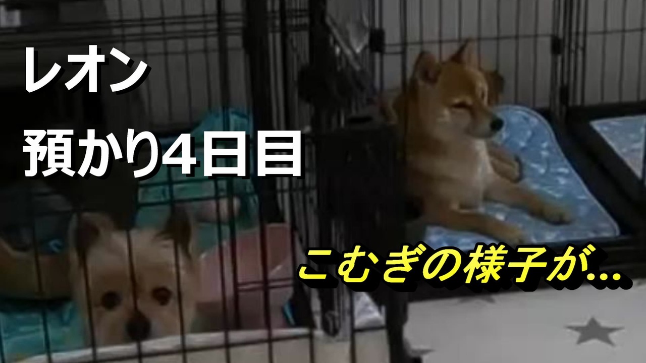 人気の ミックス犬 動画 40本 ニコニコ動画