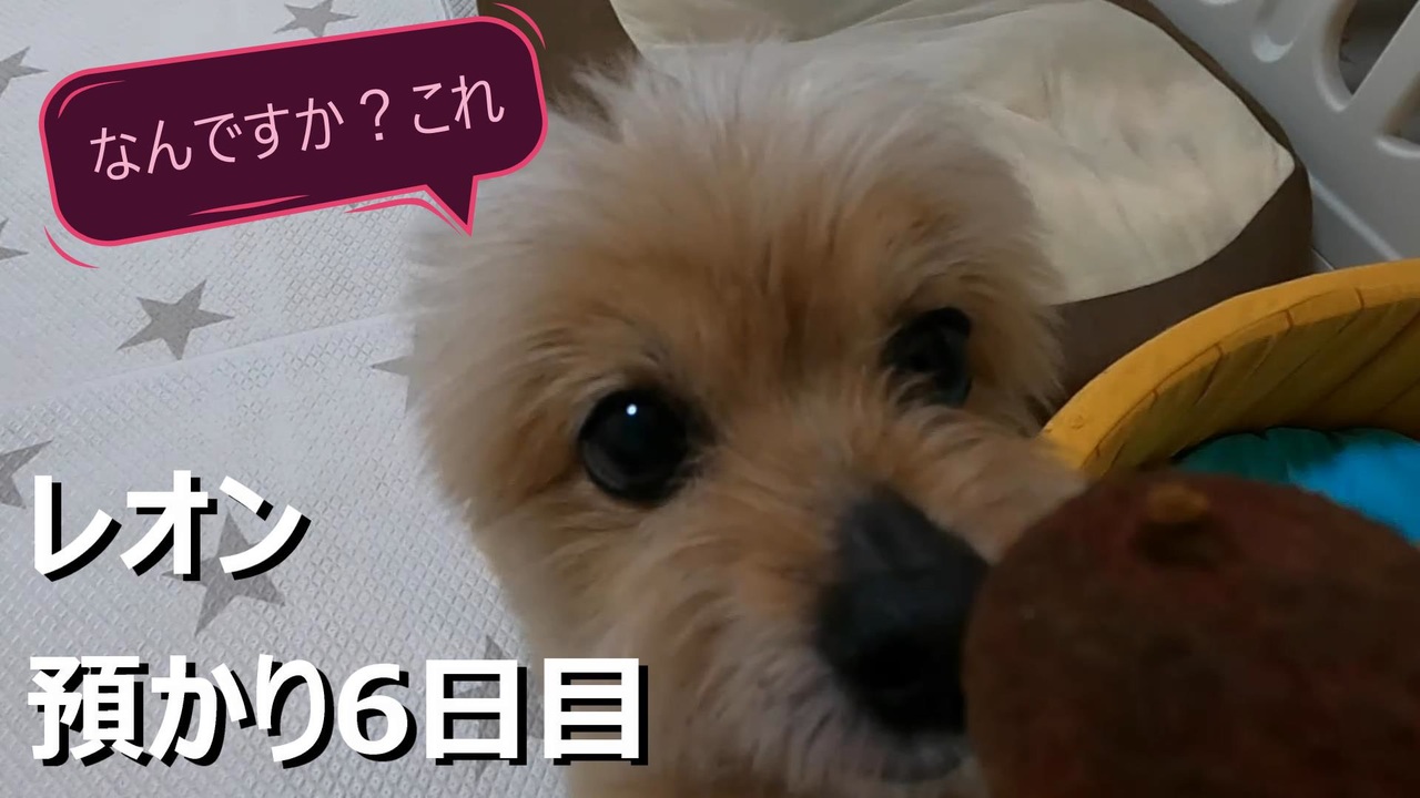人気の ミックス犬 動画 40本 ニコニコ動画