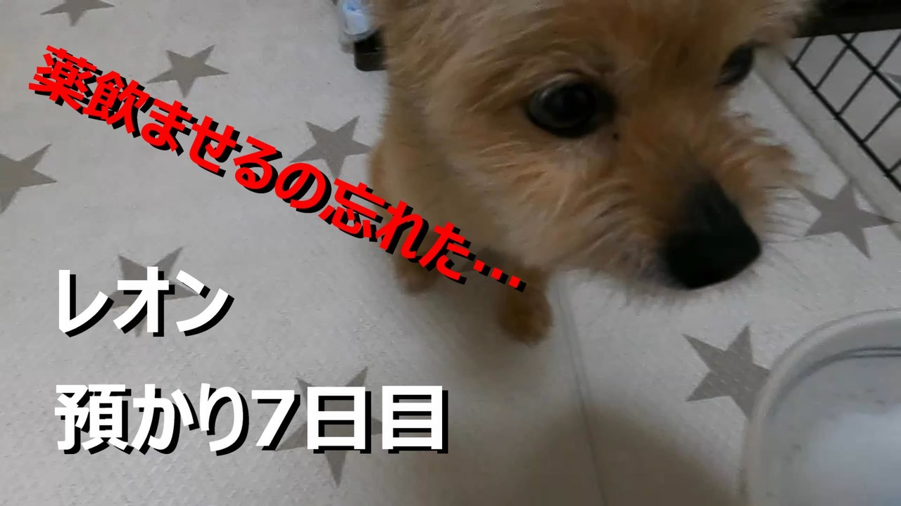 人気の ミックス犬 動画 40本 ニコニコ動画
